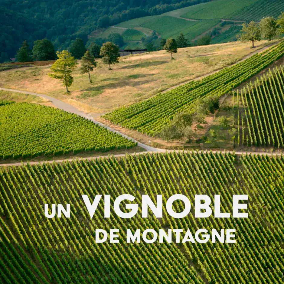 un vignoble de montagne